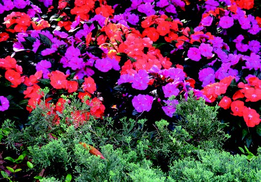 Summer Landscaping